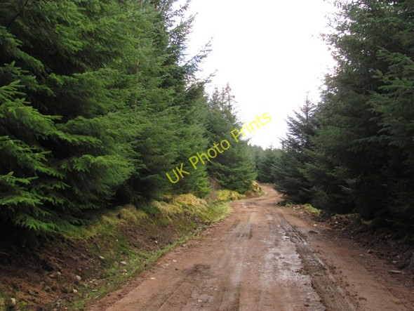 Photo 6"x4" Ratagan Forest Ratagan c2011