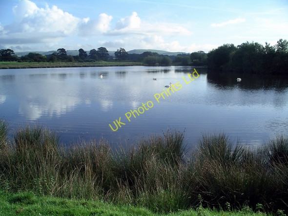 Photo 6"x4" Swans at The Creels Lochmaben c2006