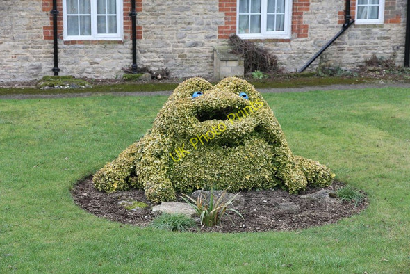 Photo 6"x4" A topiary frog Buckland Marsh c2011