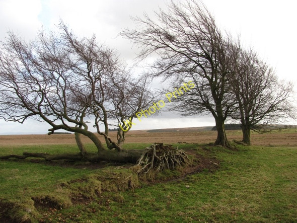 Photo 6"x4" An old field boundary Yieldshields c2011
