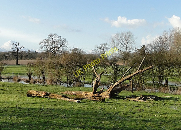 Photo 6"x4" Dead tree lying beside the River Alde at Benhall Benhall Street c2011