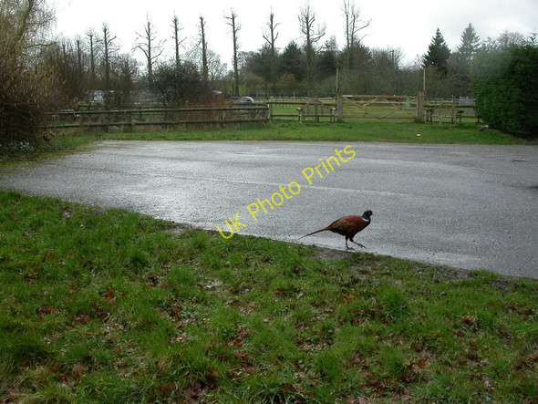 Photo 6"x4" Buckland Newton, pheasant Buckland Newton c2011