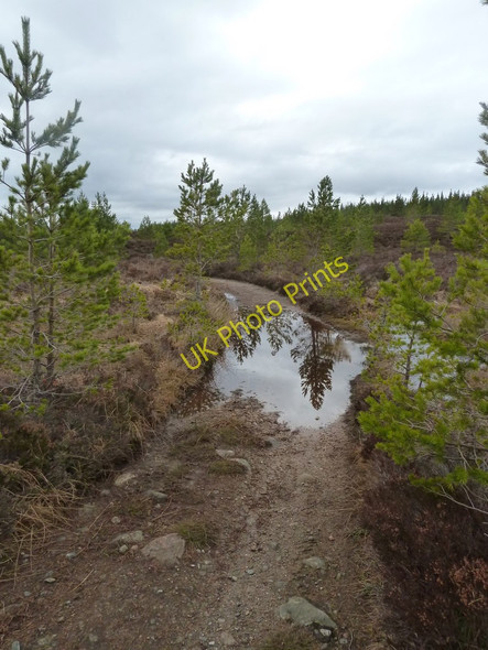 Photo 6"x4" Footpath west of Inshriach Bothy Feshiebridge c2011