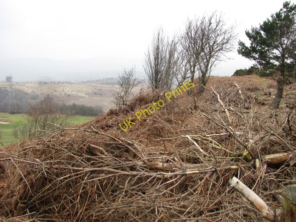 Photo 6"x4" Scrub woodland, Craigmarloch Blackwood\/NS7274 c2011