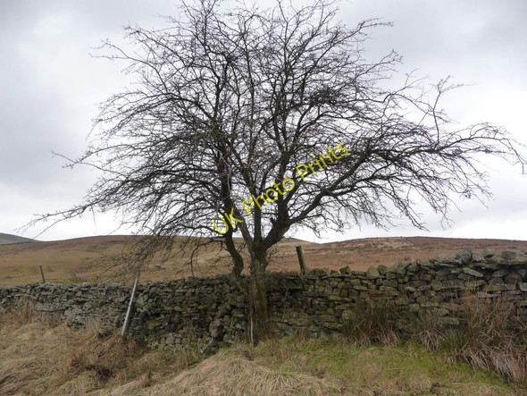 Photo 6"x4" Winter tree Ivelet c2011