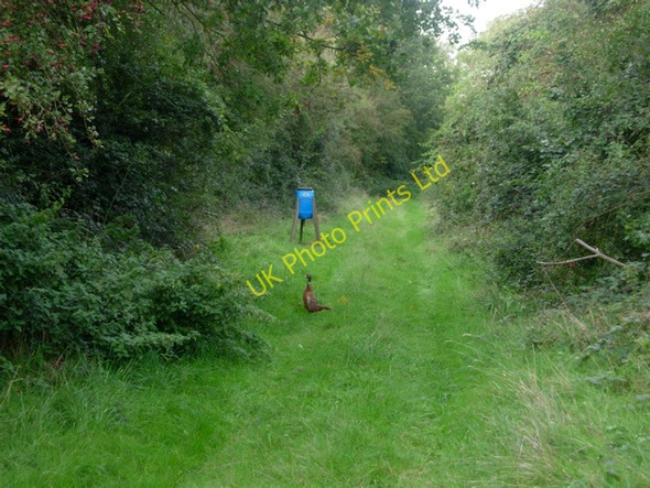 Photo 6"x4" Surprised pheasant Upper Pollicott c2006