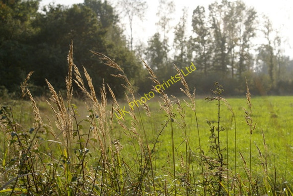 Photo 6"x4" Hell Coppice Horton-cum-Studley c2006
