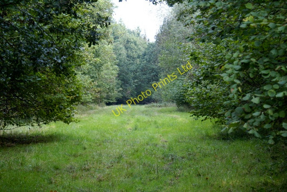 Photo 6"x4" Woodland Ride Horton-cum-Studley c2006