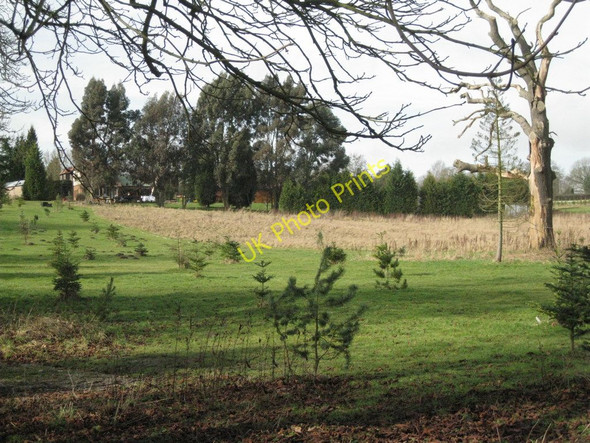 Photo 6"x4" Pinetum in embryo Kemps Green c2011