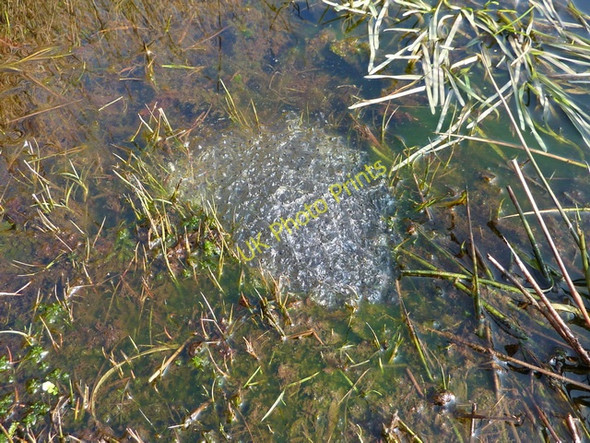 Photo 6"x4" Frog spawn at the side of Brennand River northwest of Brennand Farm Sykes\/SD6351 c2011