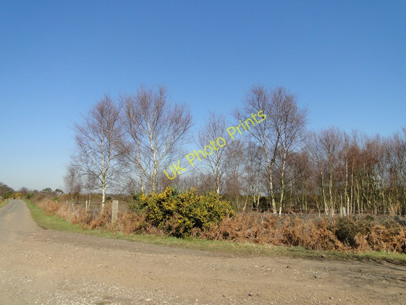 Photo 6"x4" Gorse and Silver Birch on Snape Warren Gromford c2011