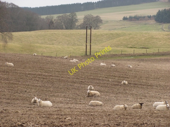 Photo 6"x4" Sheep, Bamff Alyth c2011