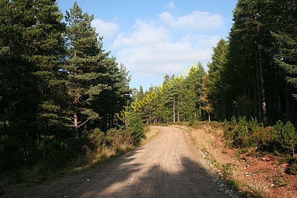 Photo 6"x4" Forest Track Fochabers c2006