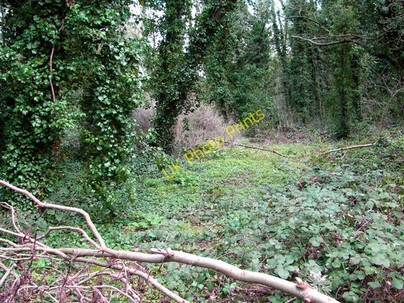 Photo 6"x4" Overgrown chalk quarry in Eaton, Norwich Eaton\/TG2106 c2011