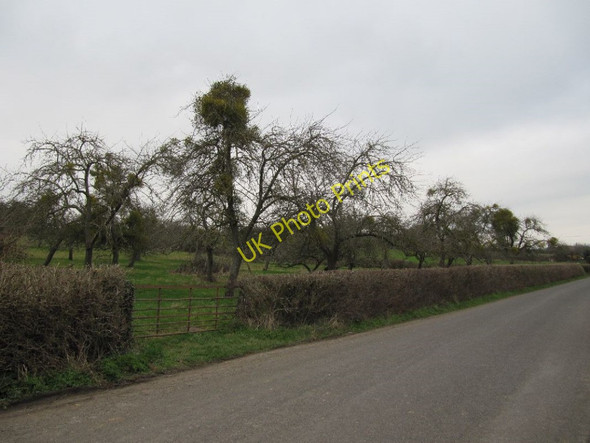 Photo 6"x4" View of an orchard Glastonbury c2011