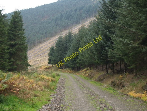 Photo 6"x4" Forestry road, Williamslee burn Williamslee c2006
