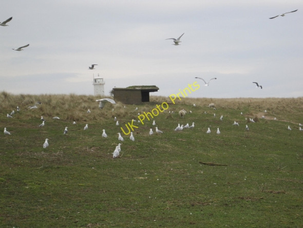 Photo 6"x4" South Walney Nature Reserve South End\/SD2063 c2011
