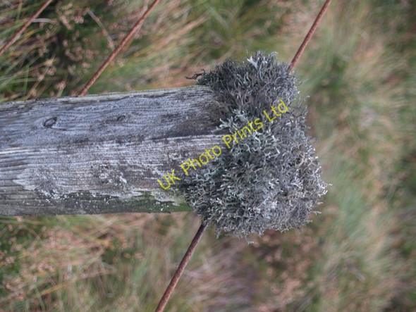 Photo 6"x4" Fence post with antler moss, Middle Hill. Williamslee c2006