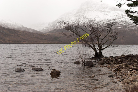 Photo 6"x4" Dwarf tree beside Loch Maree Anancaun c2011