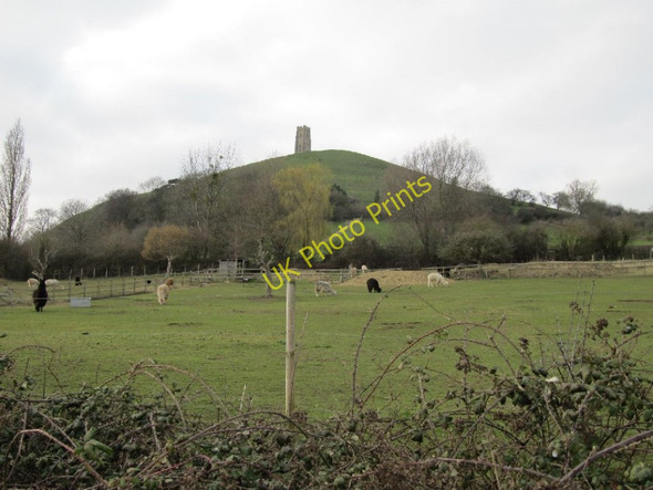 Photo 6"x4" Llamas in the field Glastonbury c2011