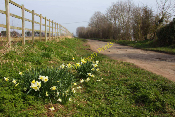 Photo 6"x4" Daffodils by the lane Burcot\/SU5695 c2011