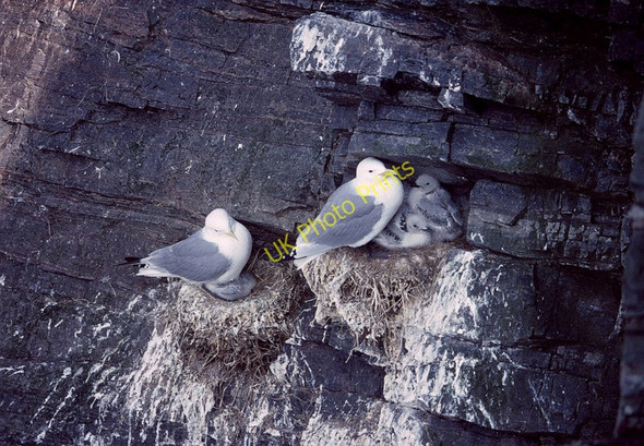 Photo 6"x4" Kitiwakes (Rissa tridactyla), Clingra Stack, Hermaness Clingra Stack c1989