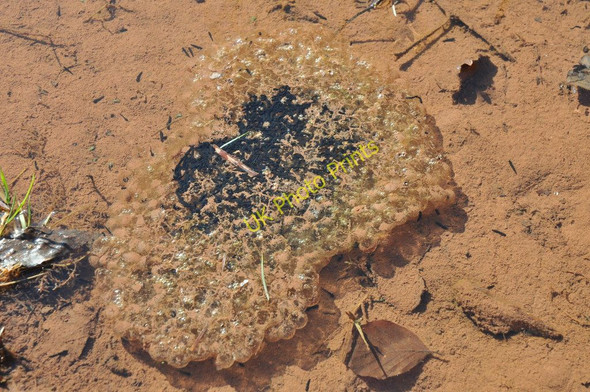 Photo 6"x4" Frogspawn in a puddle Llanbedr\/SO2320 c2011
