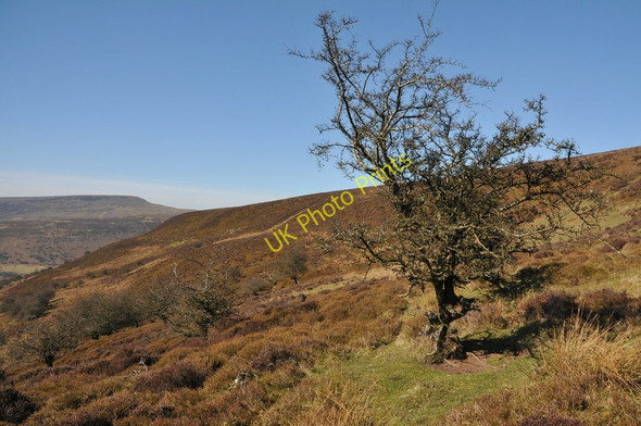Photo 6"x4" On Pen Gwyllt Meirch Mynydd Du Forest c2011