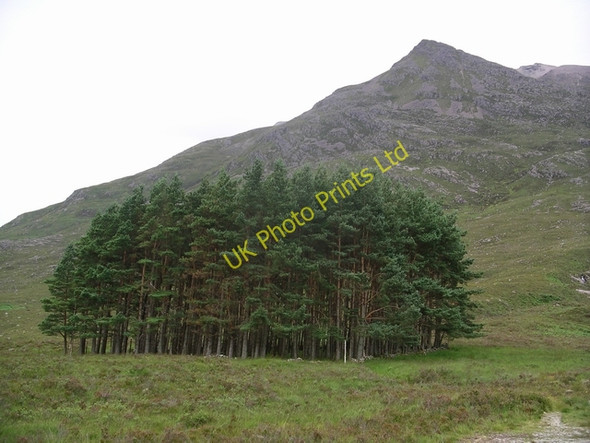 Photo 6"x4" Scots pines, Allt Coire an Laoigh Coulin Lodge c2005