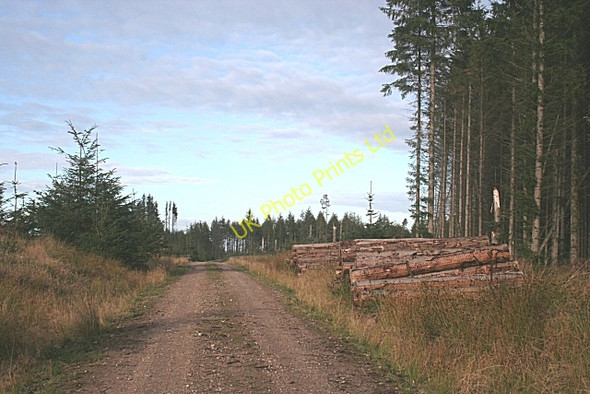 Photo 6"x4" Whiteash Forest Auchinderran\/NJ4055 c2006 P1