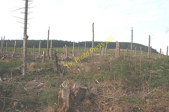 Photo 6"x4" Whiteash Forest Auchinderran\/NJ4055 c2006 P2