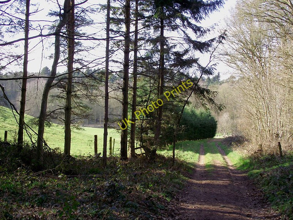 Photo 6"x4" Track near Badger, Shropshire Badger c2011