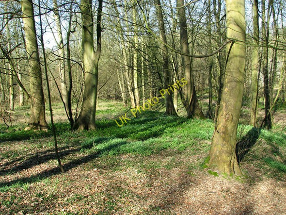 Photo 6"x4" Ryehill Plantation, Barford Barford\/TG1107 c2011
