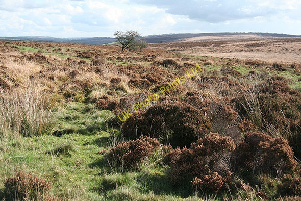 Photo 6"x4" Molland: on Long Breach Champson c2006