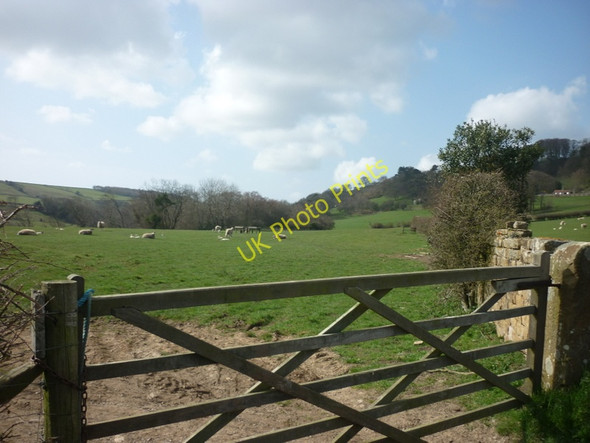 Photo 6"x4" Field to the south of Fyling Hall Fylingthorpe c2011