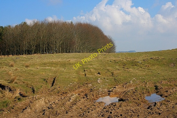 Photo 6"x4" Plantation near Berwick Hill Knowesgate c2011