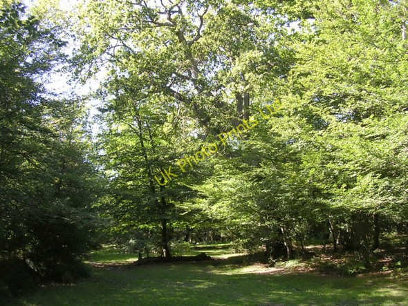Photo 6"x4" Stubbs Wood adjacent to the Hawkhill Inclosure, New Forest Furzey Lodge c2005