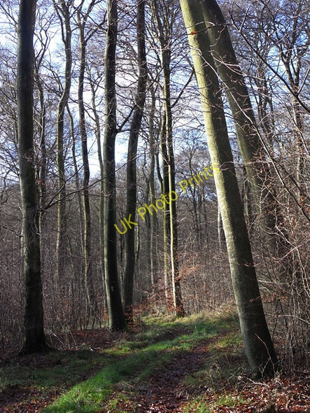Photo 6"x4" East Wood, Stokenchurch Beacon's Bottom c2009