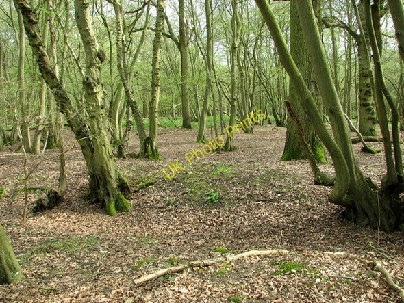 Photo 6"x4" Middle Wood, Upper Billingford Upper Street\/TM1780 c2011