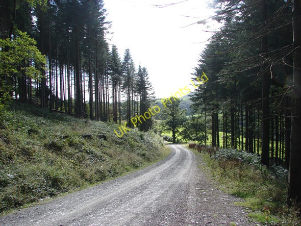 Photo 6"x4" Forest track near Pennal Pennal c2006
