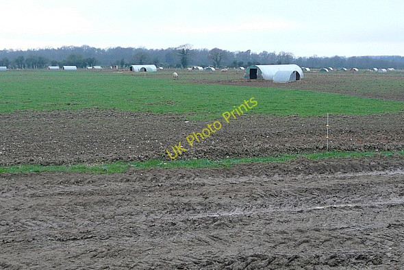 Photo 6"x4" Pig farm at Turrill Hill Laverstoke c2011