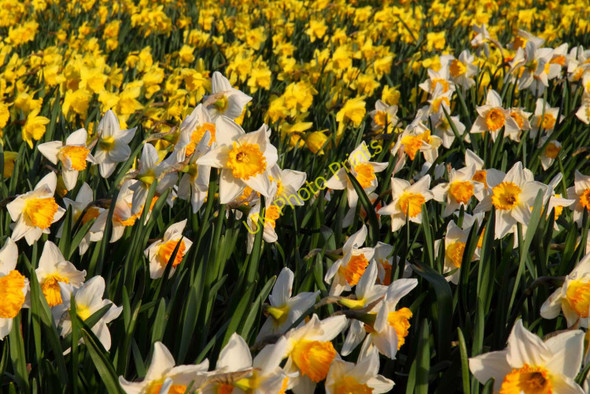 Photo 6"x4" Daffodils in Greenwich Park Greenwich\/TQ3977 c2011