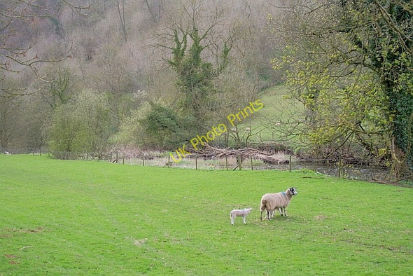 Photo 6"x4" Sheep Pasture by the River Manifold Ilam c2011