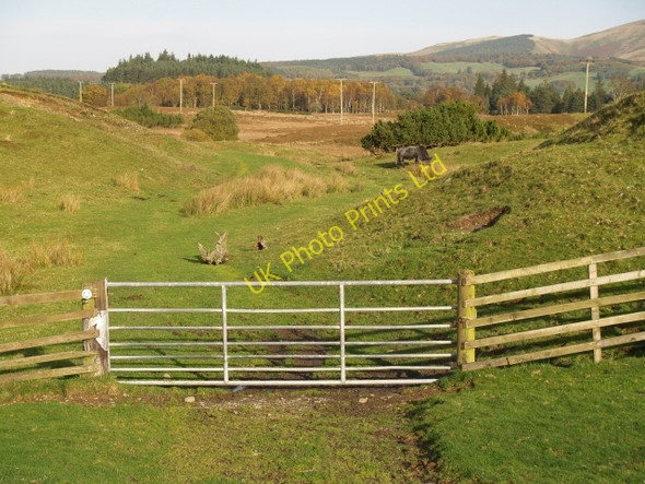 Photo 6"x4" Gate and Track, Muir Plantation. Hattonknowe c2006