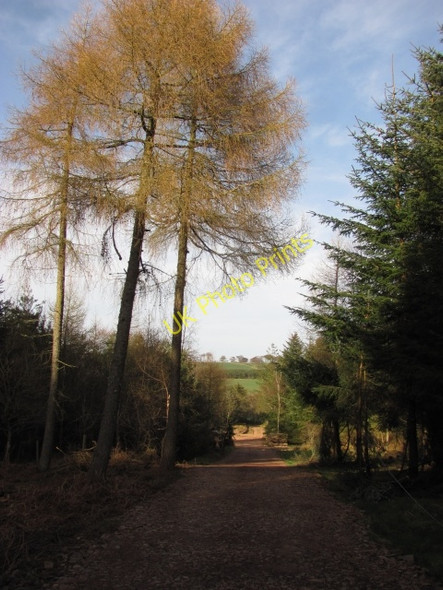 Photo 6"x4" Road, Grange Plantation Reston\/NT8862 c2011