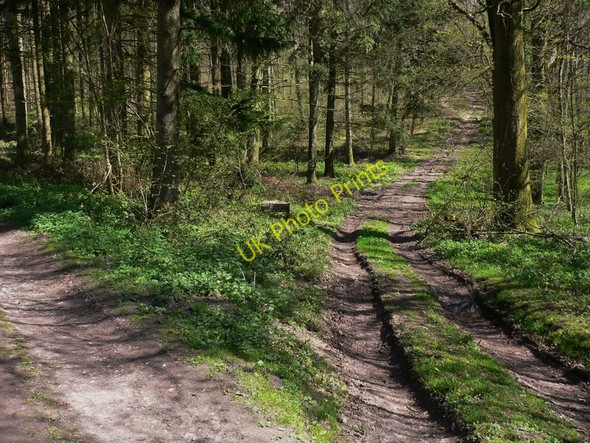 Photo 6"x4" Tracks in Westdean Woods Cocking c2011