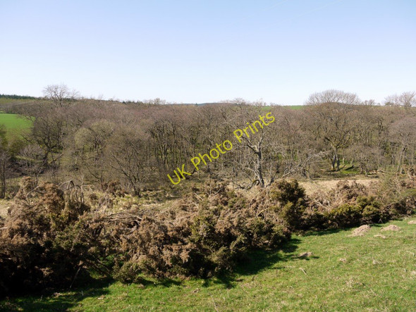 Photo 6"x4" Marshy woodland in the valley of Edlingham Burn Edlingham c2011