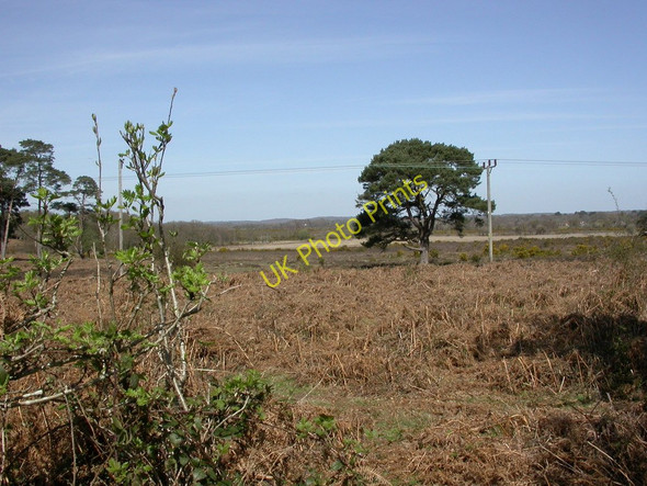 Photo 6"x4" Blackhamsley, heathland South Weirs c2011