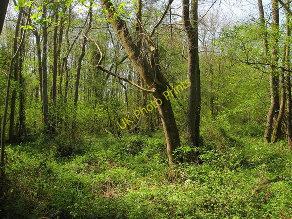 Photo 6"x4" Cutaway Wood Haywards Heath c2011