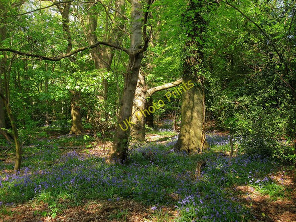 Photo 6"x4" Bluebells, Hollow Shaw Haywards Heath c2011
